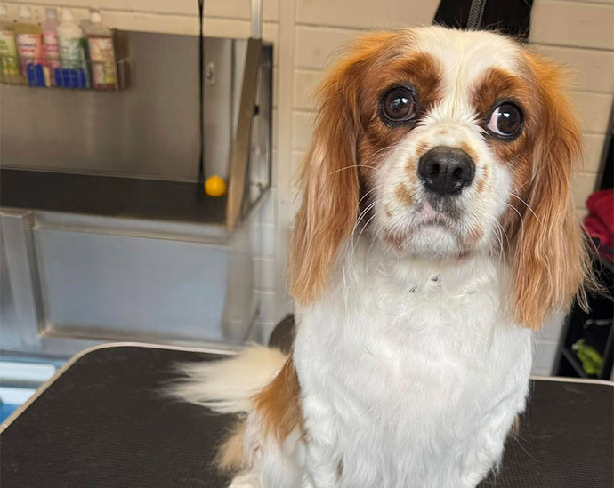 wash and blow dry for dogs